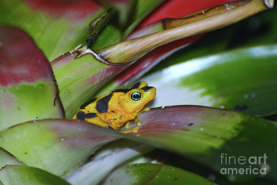 Panamanian Golden Frog Photograph by Savannah Gibbs