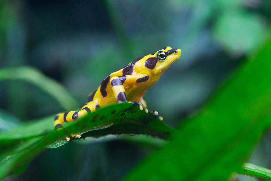 Panamanian Golden Frog Photograph by SR Green
