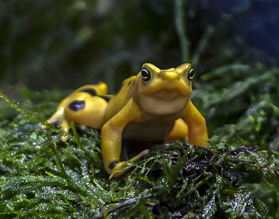 Panamanian Golden Frog Photograph by William Bitman