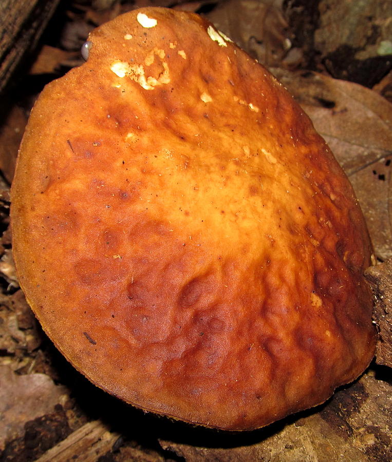 Pancake Mushroom Photograph by Joshua Bales