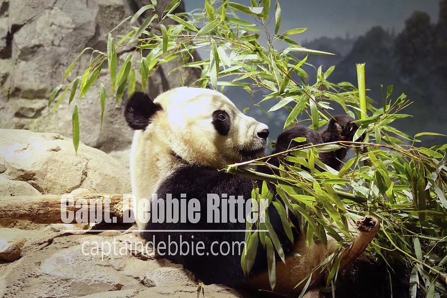 Panda Bear Photograph - Panda 6072 by Captain Debbie Ritter Panda Bear Photograph - Panda 6072 by Captain Debbie Ritter