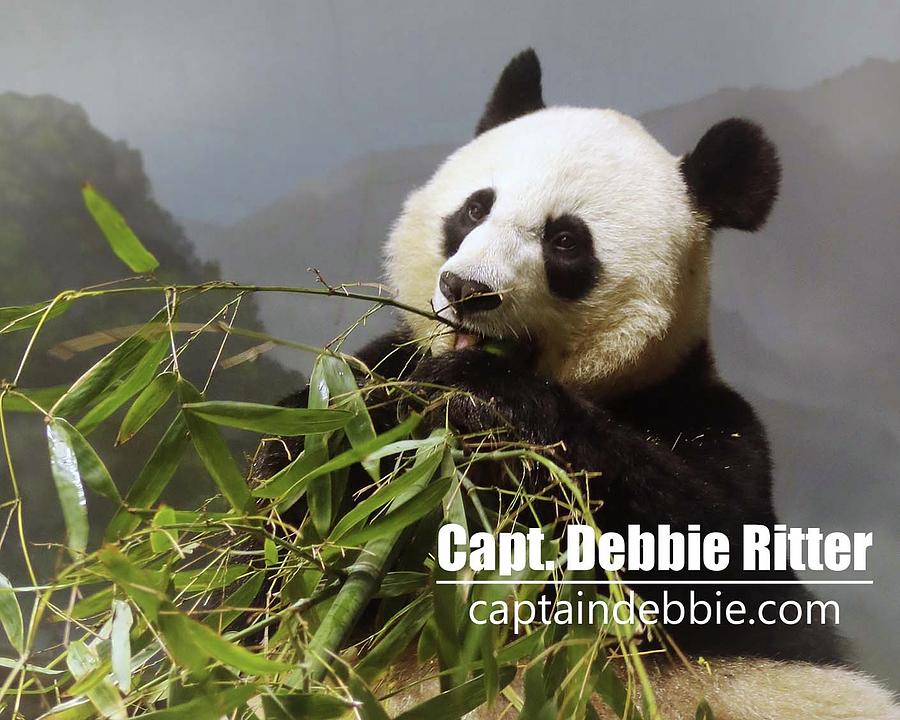 Panda Bear Photograph - Panda 6227 by Captain Debbie Ritter Panda Bear Photograph - Panda 6227 by Captain Debbie Ritter