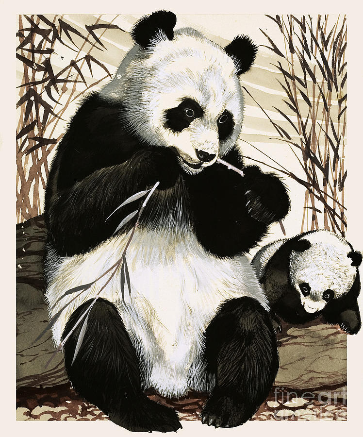 Panda and cub Painting by English School