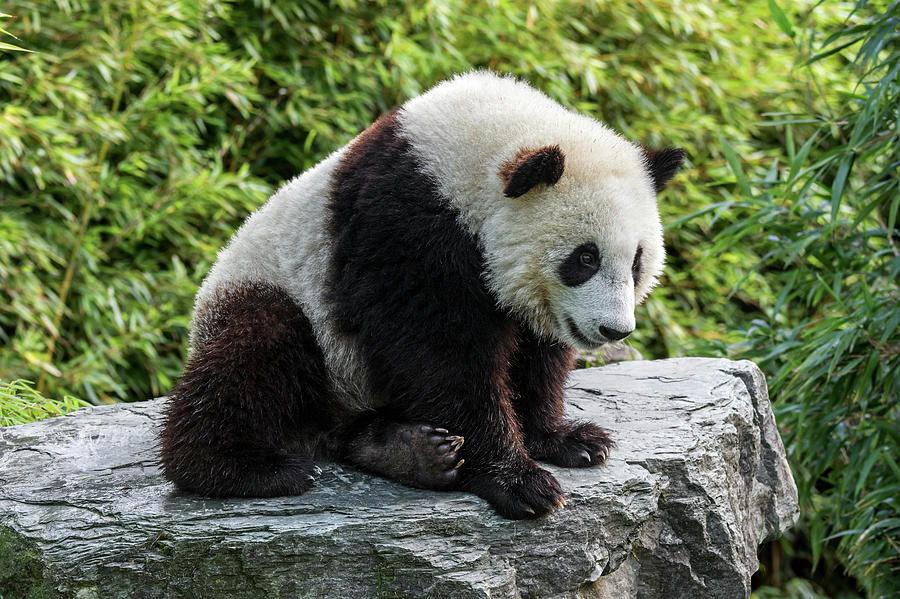 Panda Bear Cub Photograph by Arterra Picture Library