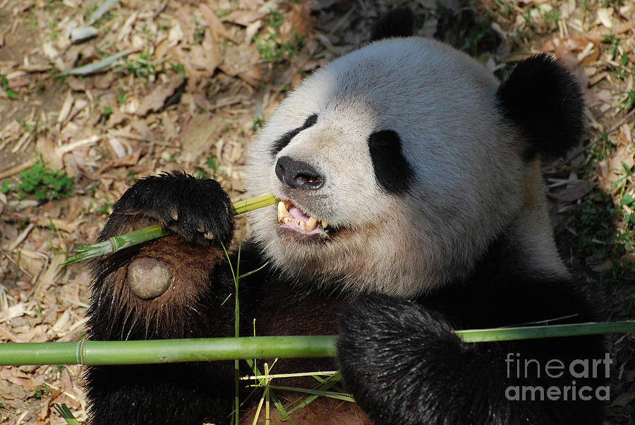 Throw Pillow giant panda while eating bamboo 