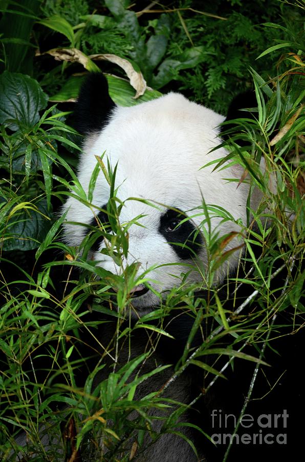 Panda bear lies among foliage eating bamboo shoots Photograph by Imran Ahmed