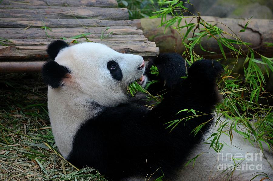 Panda bear lies on back and eats green bamboo shoot plants Photograph by Imran Ahmed