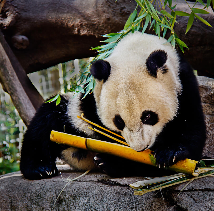 Panda Bear Photograph by Robert Bales
