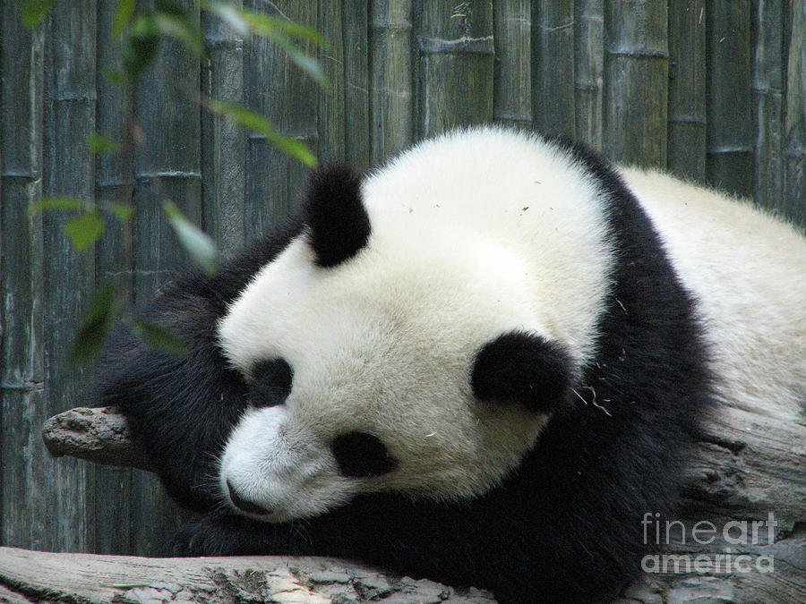 Panda Bear Sleeping On A Fallen Tree Branch Photograph By Dejavu Designs Fine Art America 