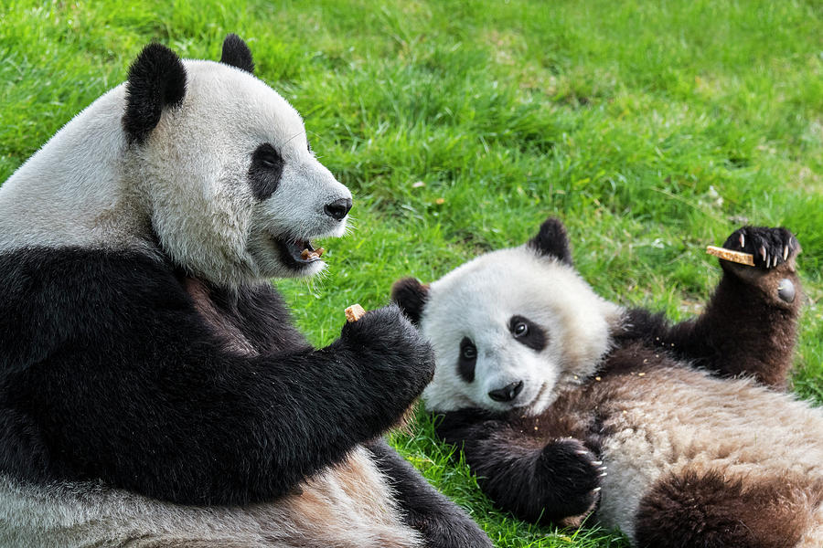 Panda Bear with Cub Photograph by Arterra Picture Library