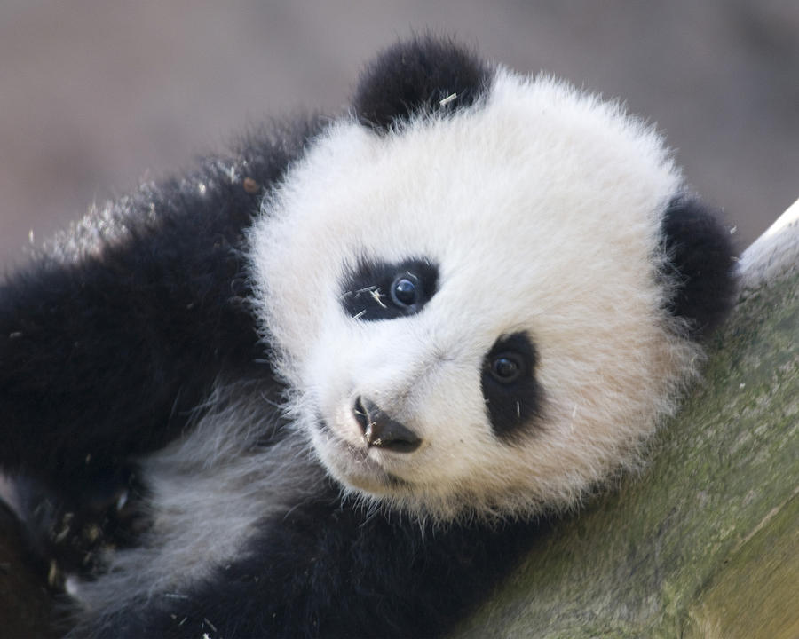 Panda Cub Photograph by Jerry Weinstein