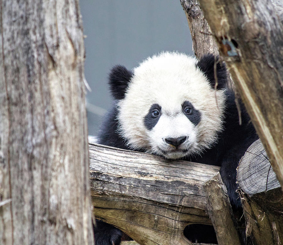 Panda Cub Photograph by Justin Bittner - Pixels