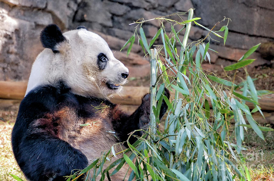 Panda Dining on Bamboo Photograph by Kathleen K Parker
