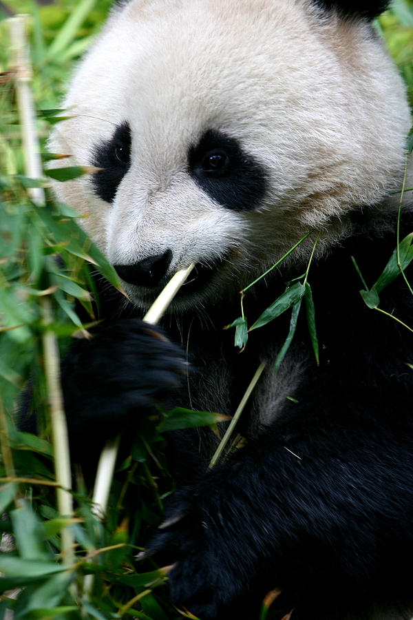 Panda Express Photograph by Brad Scott