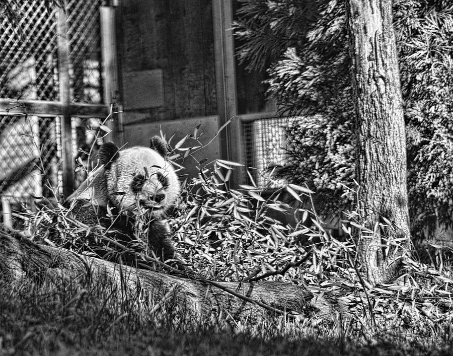 Panda Feast Photograph by Jody Lovejoy