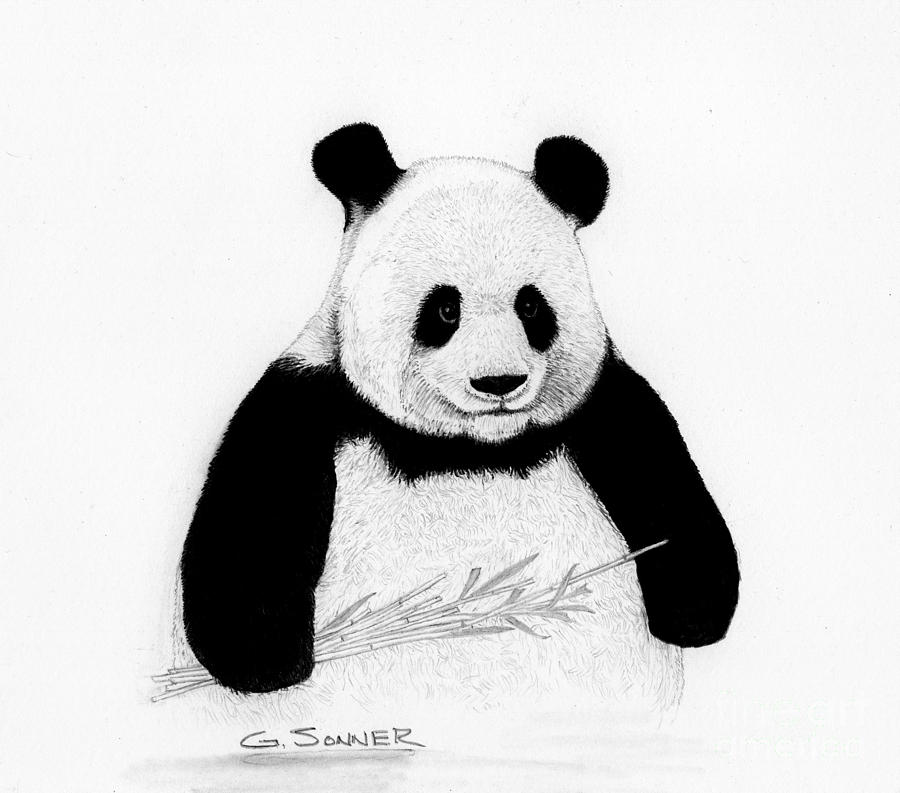 Wildlife Drawing - Panda by George Sonner
