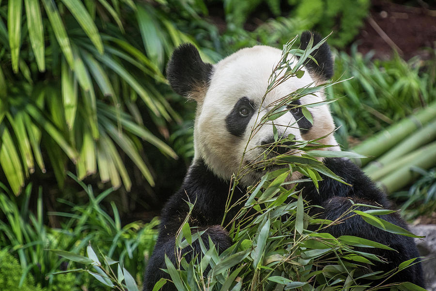 Panda Hide and Seek Photograph by Bill Cubitt