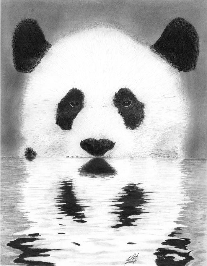 Panda In Water Drawing By James Schultz