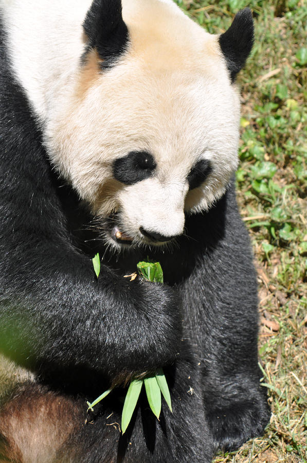 Panda Lunch Photograph by Teresa Blanton