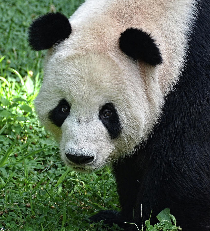 Panda Mama Photograph by Ronda Ryan