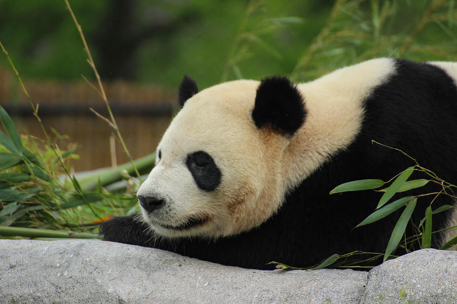 Panda Moment - Giant Panda - Ailuropoda Melanoleuca Photograph by ...