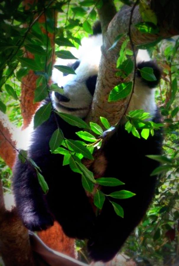Panda Nap Photograph by Amanda Eberly