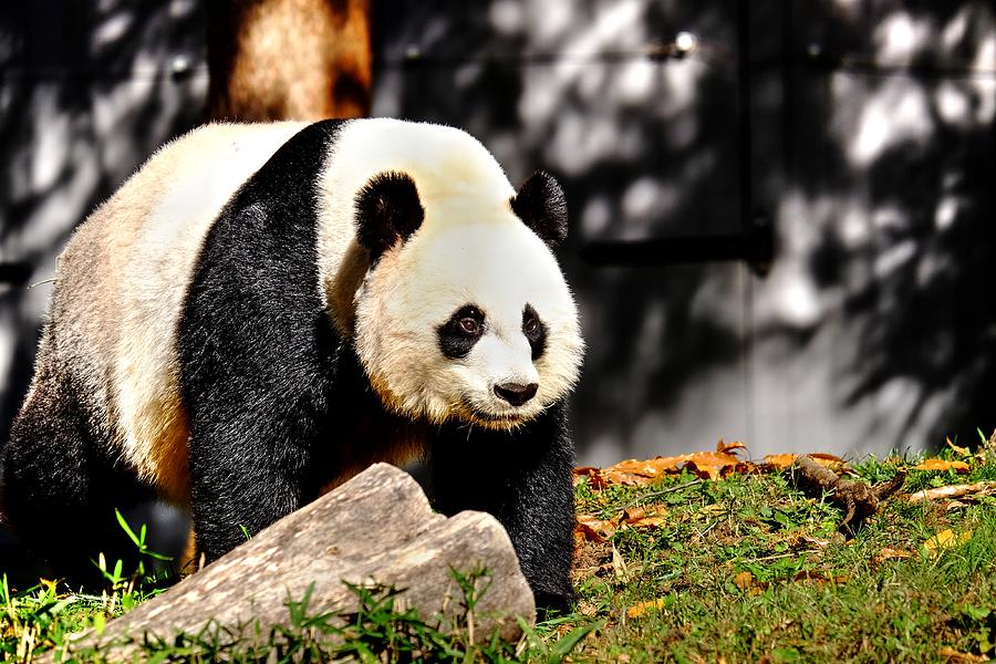 Panda Papa Photograph by Ronda Ryan