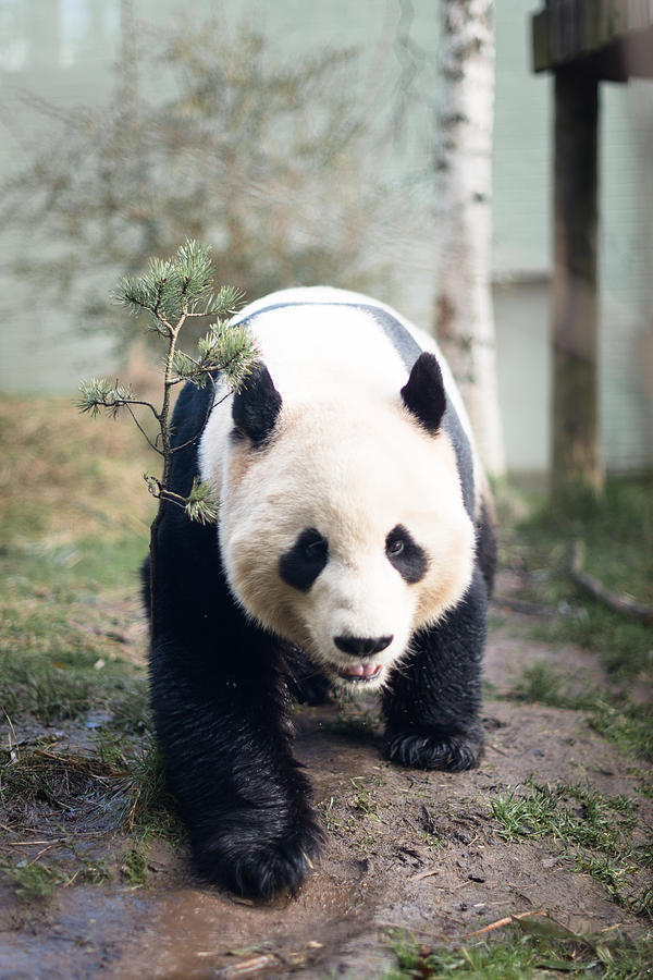 Panda Photograph - Panda by Pedro Nunez Panda Photograph - Panda by Pedro Nunez