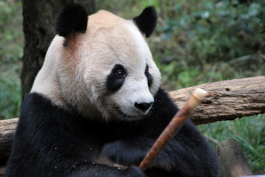 Panda snack Photograph by William Joseph | Fine Art America