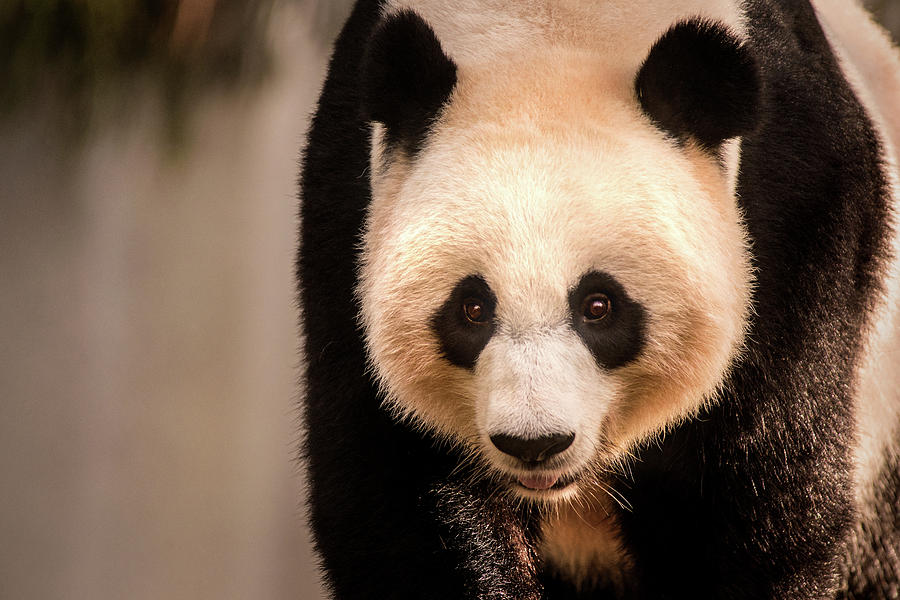Panda Stare Photograph by Don Johnson