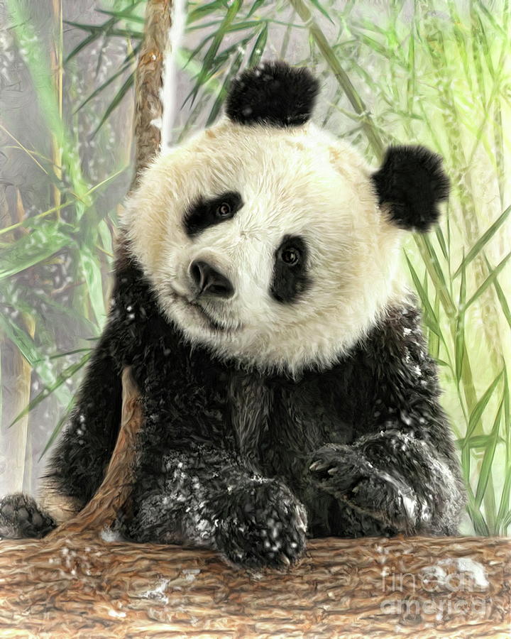  Panda Digital Art by Trudi Simmonds
