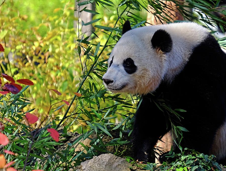 Panda young Photograph by Ronda Ryan