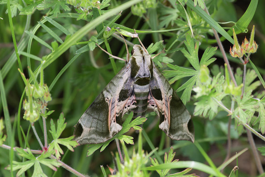 Pandora Sphinx Moth Photograph by Ronnie Maum