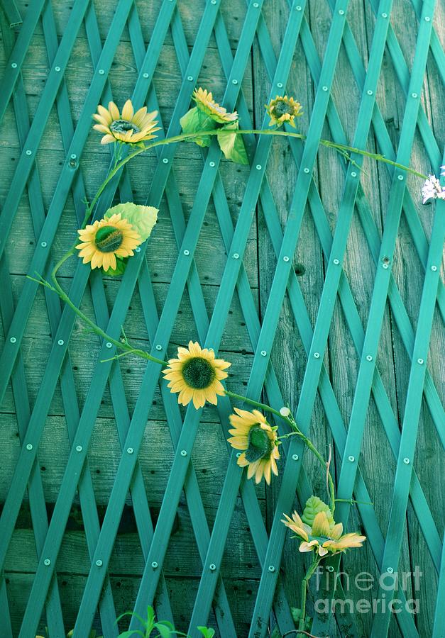Panel Whit Sunflowers Photograph