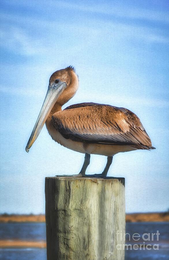 Panhandle Pelican Photograph by Mel Steinhauer