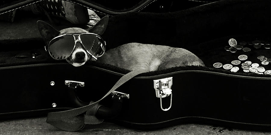 Panhandling Dog Photograph by Julie Niemela