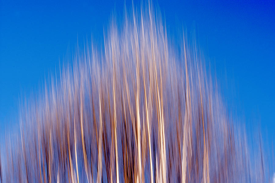 Panning the winter tree Photograph by Wolfgang Stocker