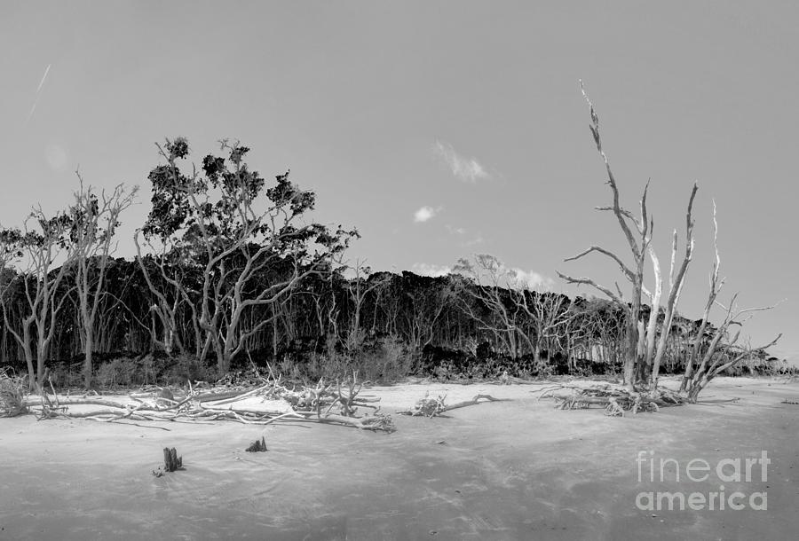 Panorama, Boneyard Beach, Big Talbot Island State Park, Florida In Black And White Photograph by Felix Lai