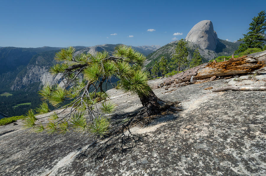 Yosemite National Park Photograph - Panorama Cliff by Ingo Scholtes