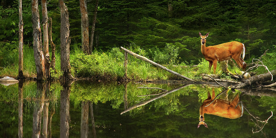Panorama of a Deer at the edge of a Vermont Pond Photograph by Randall Nyhof