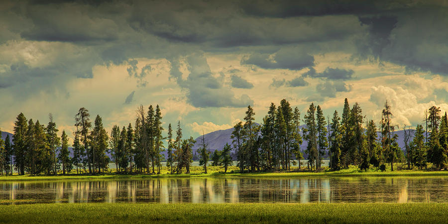 Panorama of a Row of Pine Trees along the shore of Yellowstone Lake Photograph by Randall Nyhof