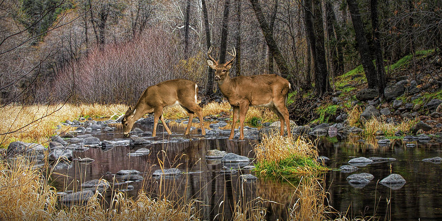 Panorama of a Woodland Creek with Whitetail Dee Photograph by Randall Nyhof