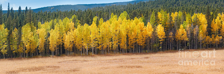 Panorama of Aspen Grove Fall Foliage Peak To Peak Highway - Rocky Mountains Colorado State Photograph by Silvio Ligutti