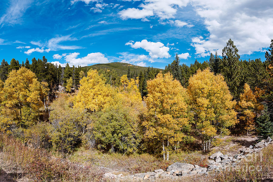 Panorama of Fall Foliage Aspens in Colorado - Arapaho National Forest - Peak To Peak Highway Photograph by Silvio Ligutti