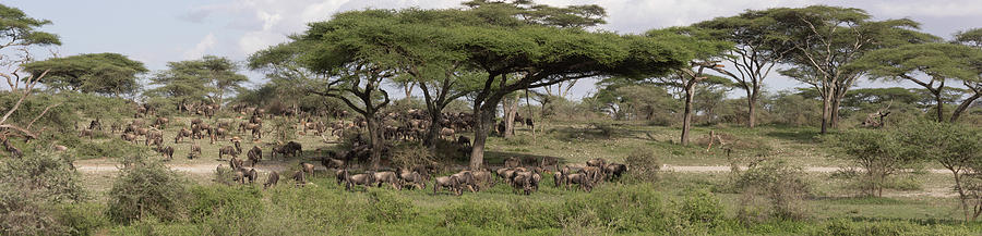Panorama of great wildebeest migration, Serengeti Photograph by Karen Foley