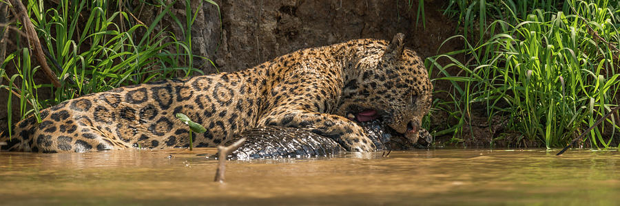 Panorama of jaguar biting into yacare caiman Photograph by Ndp - Fine ...