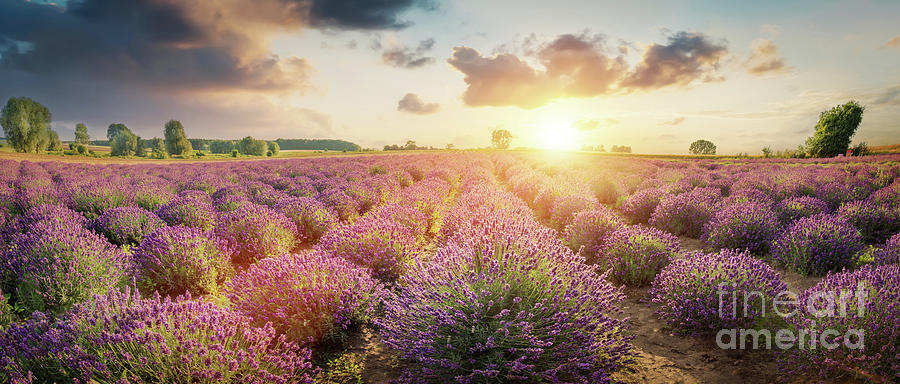 Panorama of lavender flower field at sunset Photograph by Michal Bednarek