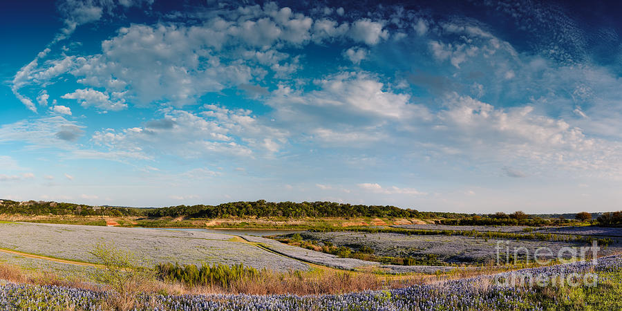 Panorama of Muleshoe Bend Recreational Area Bluebonnets - Spicewood Lake Travis Texas Hill Country Photograph by Silvio Ligutti