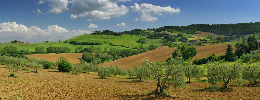 Panorama of Olive trees on rolling farm fields in Umbria Italy ...