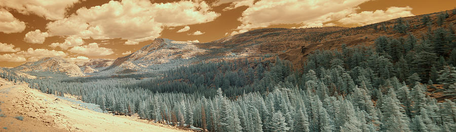 Panorama Of Pine Forest In Yellowstone National Park In Infrared Photograph